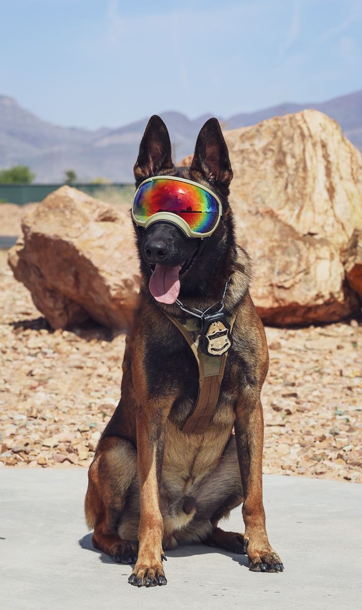 Validus Canis working dogs