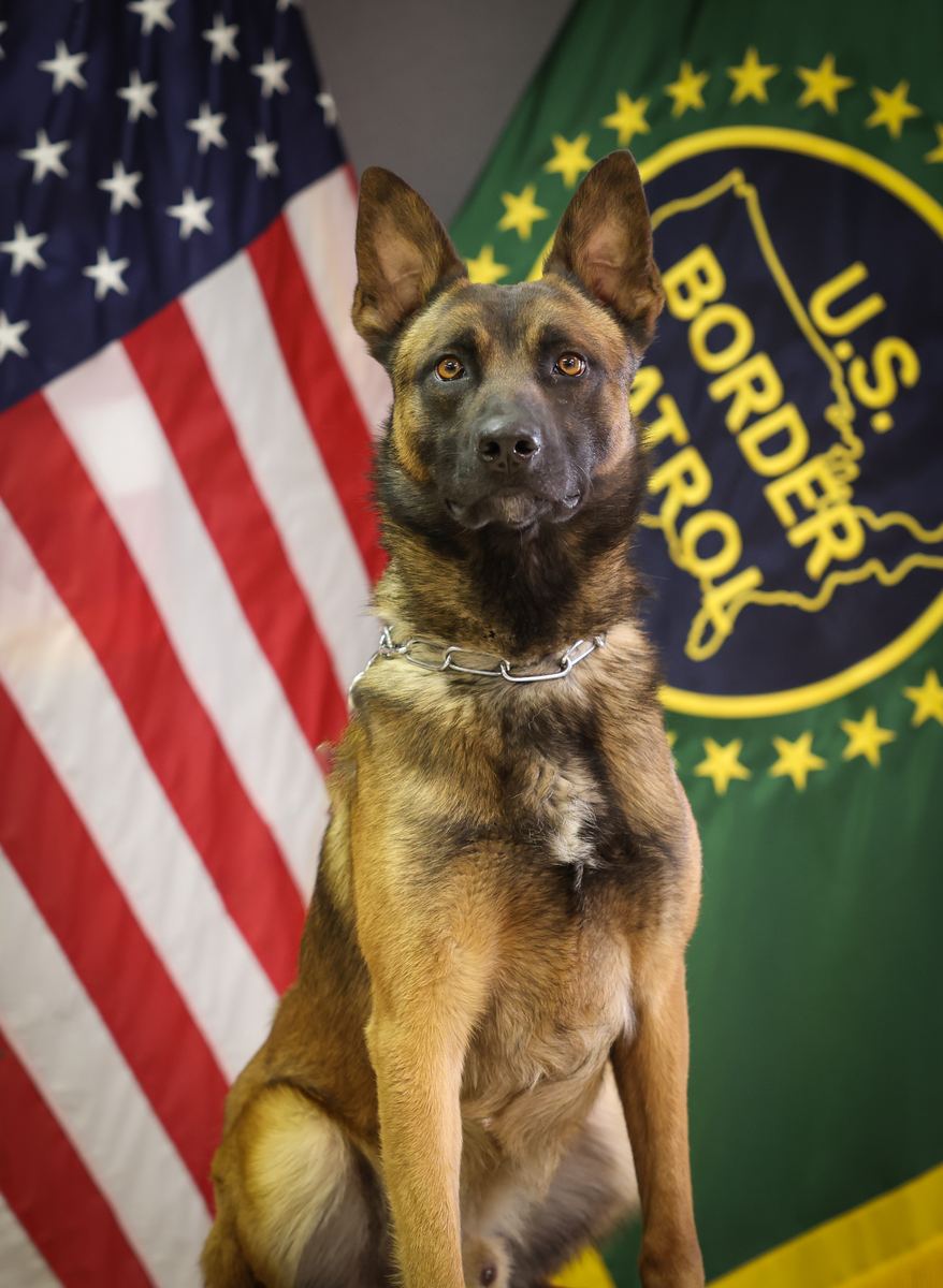 Validus Canis working dogs