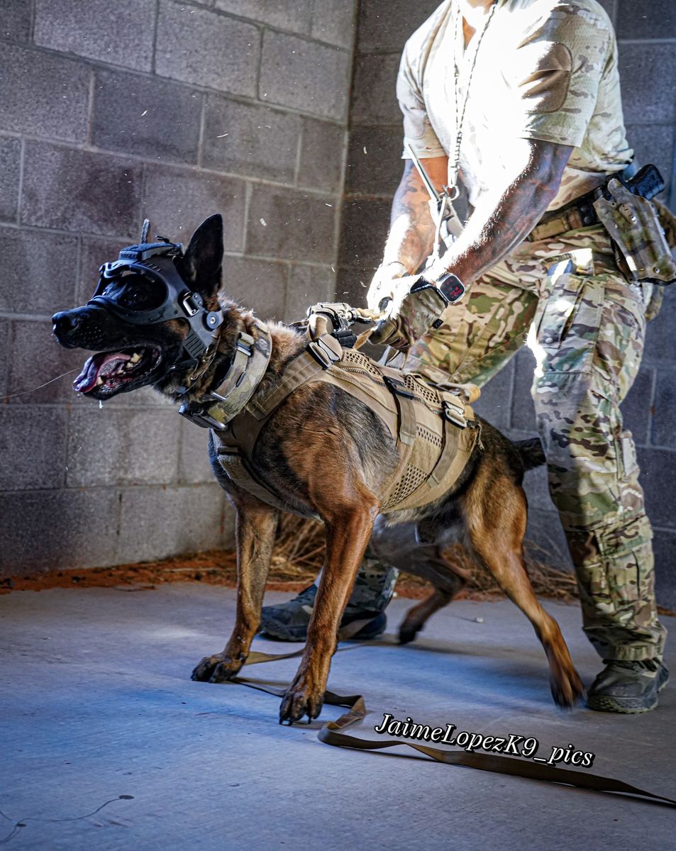 K9 and handler inside a training building