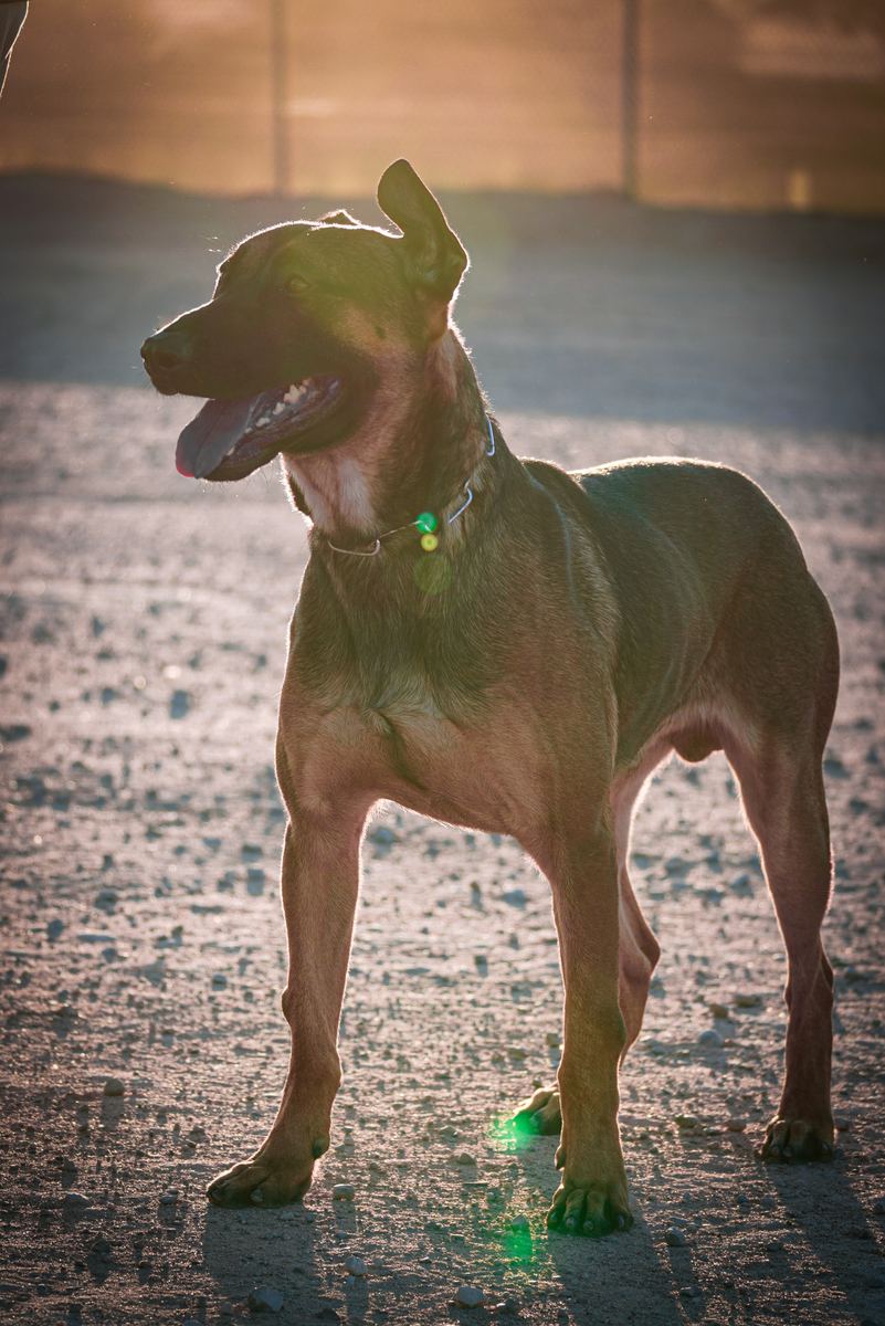 Validus Canis working dogs