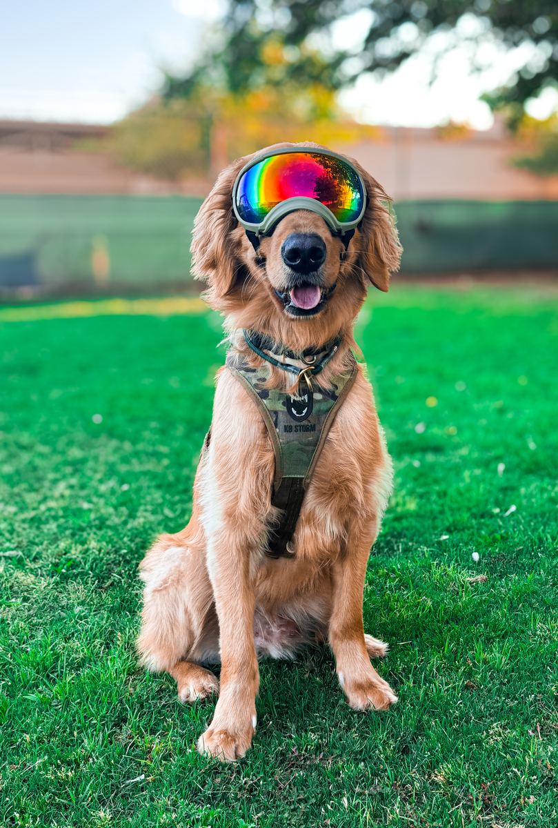 K9 on the grass
