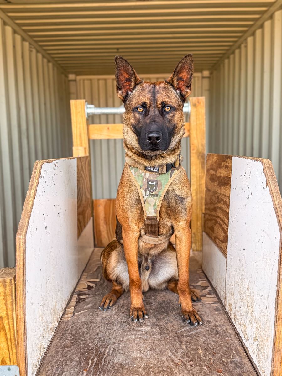 Validus Canis working dogs